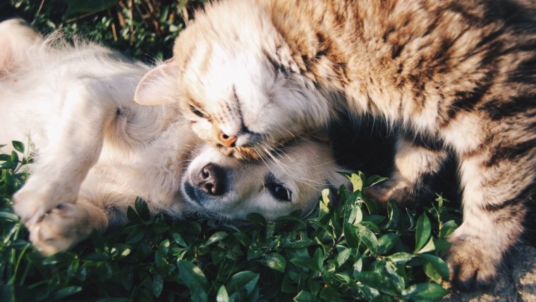 Terapia para animais: quando meu pet pode se beneficiar no Reiki?